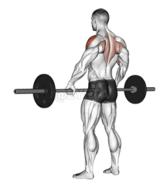 Barbell Wide Grip Upright Row - Video Guide