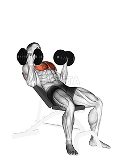 Dumbbell Incline Palm-in Press demonstration