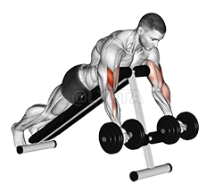 Dumbbell Prone Incline Curl demonstration
