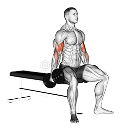 Dumbbell Seated Curl demonstration
