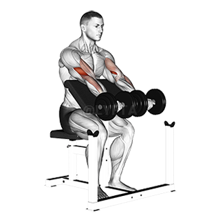 Seated Preacher Curl demonstration