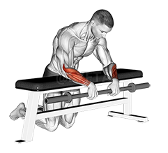 Barbell Palms Down Wrist Curl Over A Bench demonstration