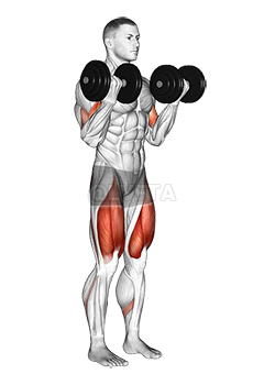 What muscles are targeted by doing bicep curls and tricep