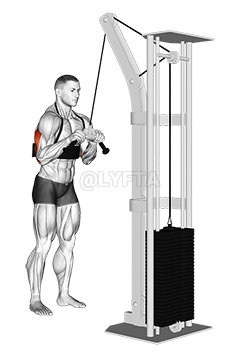 Cable Triceps Pushdown demonstration