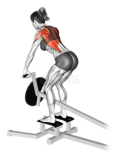 Lever Seated Row - Video Guide