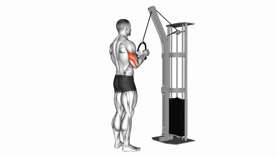Thumbnail for the video of exercise: Cable Pushdown