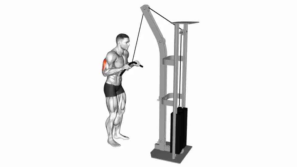 Thumbnail for the video of exercise: Cable Pushdown
