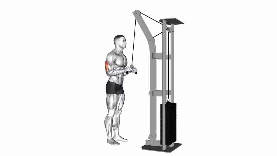 Thumbnail for the video of exercise: Cable Triceps Pushdown