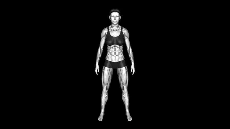 By MAJOR MUSCLE GROUPS Muscle body female - Video Guide