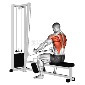 Thumbnail for the video of exercise: Seated Row