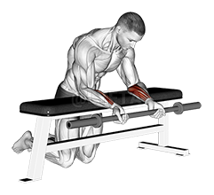 Thumbnail for the video of exercise: Barbell Palms Up Wrist Curl Over A Bench