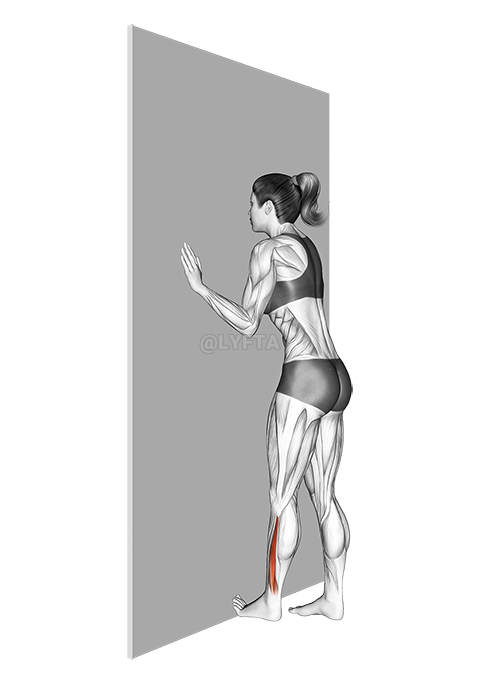 Thumbnail for the video of exercise: ფეხზე მდგარი მომხრელი დაჭიმვა