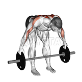 Thumbnail for the video of exercise: Barbell Bent Over Wide Row Plus