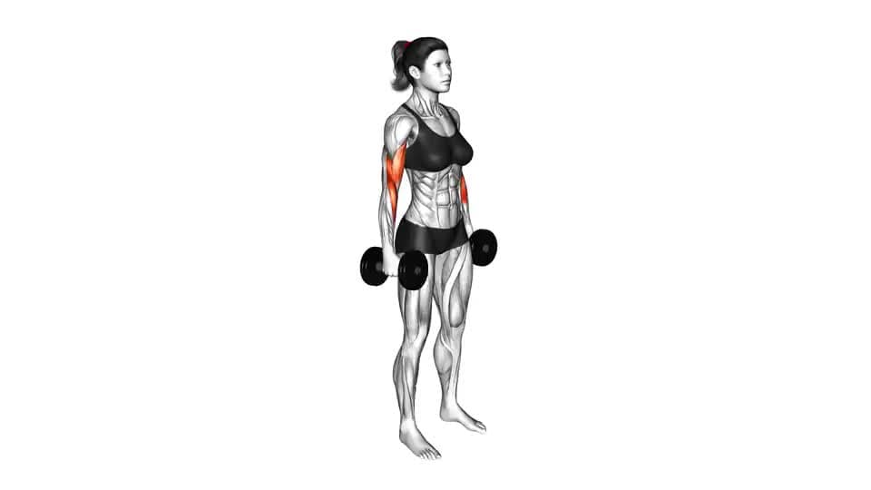 Thumbnail for the video of exercise: Dumbbell Hammer Curl