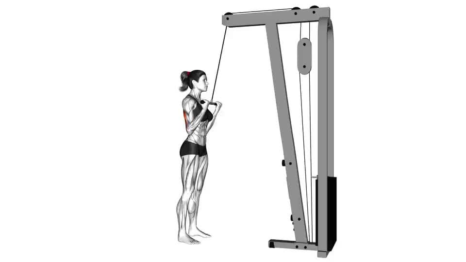 Thumbnail for the video of exercise: Cable Reverse grip Pushdown