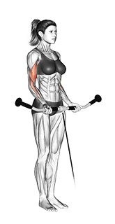 exercise