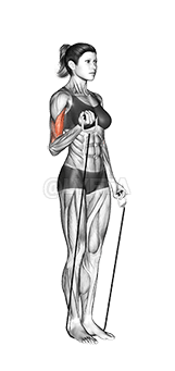 Altènatif Biceps Curl demonstration