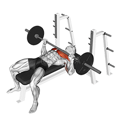 Image of Bench Press