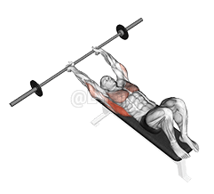 Image of Barbell Pullover