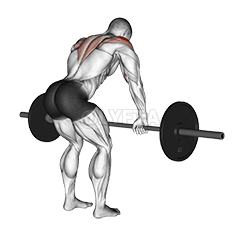 Barbell Rear Delt Row demonstration