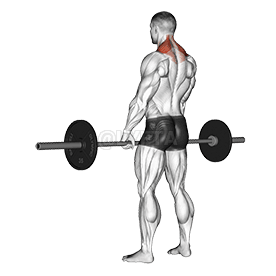 Image of Barbell Shrug