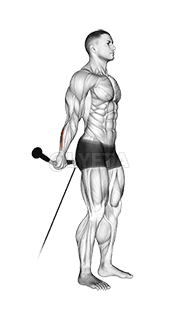 কেবল ষ্টেণ্ডিং বেক ৰিষ্ট কাৰ্ল demonstration