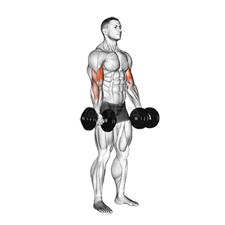 Image of Biceps Curl
