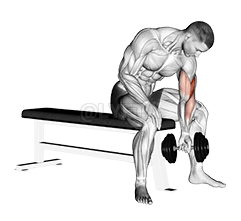 Image of Dumbbell Concentration Curl