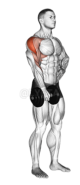 哑铃单臂直立划船 demonstration