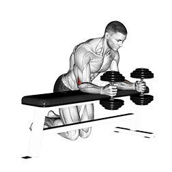 Thumbnail for the video of exercise: Dumbbell Over Bench Neutral Wrist Curl