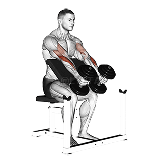 Curl de martillo de durazno demonstration