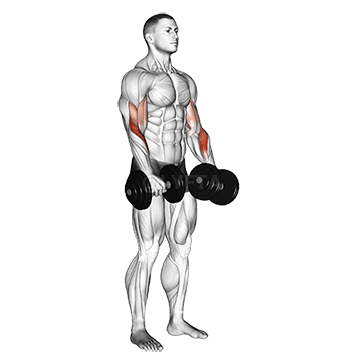 Curl de bíceps con agarre inverso con mancuernas demonstration