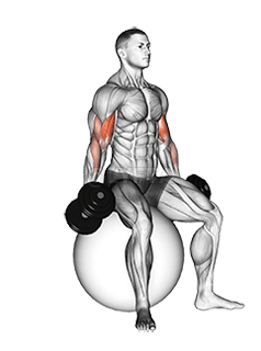 Dumbbell Seated Biceps Curl demonstration