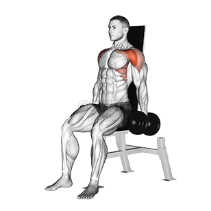 Elevación frontal sentado demonstration