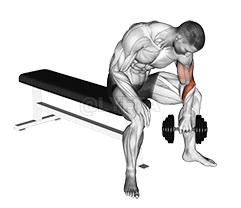 Agarre invertido sentado con mancuernas Curl de concentración demonstration