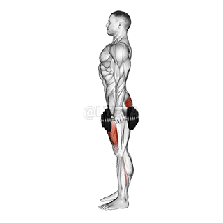 Image of Dumbbell Squat