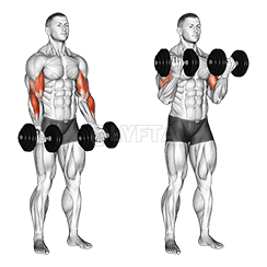 Image of Zottman Curl