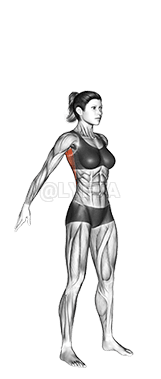 Peregangan Punggung Dinamis demonstration