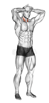 Front and Back Neck Stretch demonstration