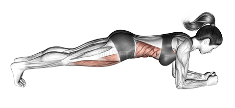 フロントプランク demonstration