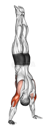 Handstand Push-Up demonstration