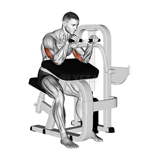 Lever Triceps Extension demonstration