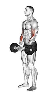 Olímpico Barbell Hammer Curl demonstration