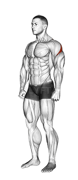 후면 삼각근 스트레칭 demonstration