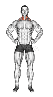 Side Neck Stretch demonstration