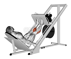 Sled 45° ጥጃ ፕሬስ demonstration