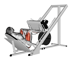 Image of Sled 45° Leg Press