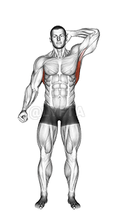 Peregangan Lateral Berdiri demonstration