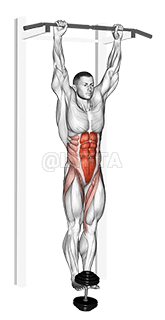 Ponderado Colgante py-cadera elevación demonstration