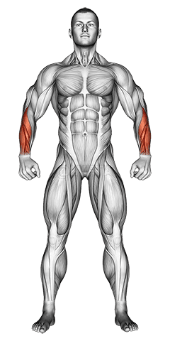 Muscles du corps. Vue de face demonstration